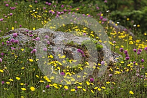 Buttercups, clover, and rock in Newfoundland