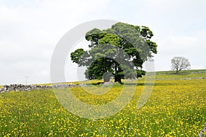 Buttercups in field, Wetton, England