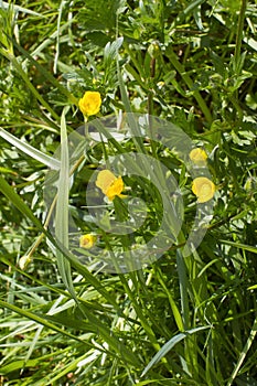 Buttercups, flowers and buds in fresh springtime grassland, European flora