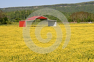 Buttercups & Pole Barn