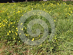 Buttercups Ranunculus repens and Dandelions Taraxacum officinale in Grass