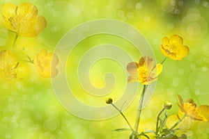 Buttercups. Yellow wildflower.