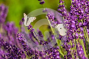 Butterffly and insects in a sunny day