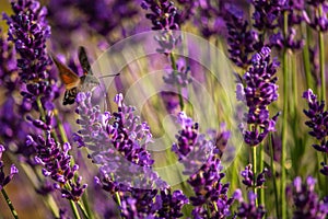 Butterffly and insects in a sunny day