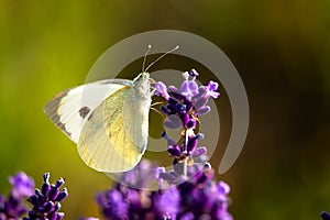 Butterffly and insects in a sunny day