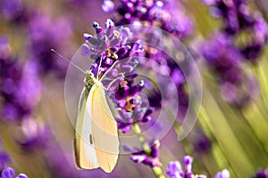 Butterffly and insects in a sunny day