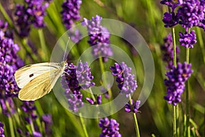 Butterffly and insects in a sunny day