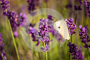 Butterffly and insects in a sunny day