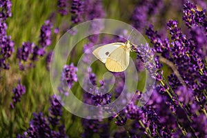 Butterffly and insects in a sunny day