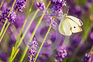 Butterffly and insects in a sunny day