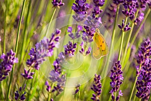 Butterffly and insects in a sunny day