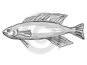 Butterfish New Zealand Fish Cartoon Retro Drawing