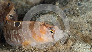 Butterfish, Pholis gunnellus. Loch Fyne. Diving, Scotland