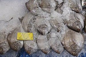 butterfish or white pomfret on ice