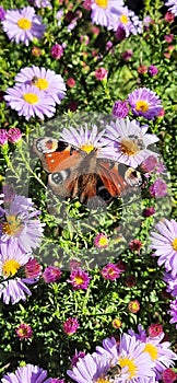 Butterfl flower nature