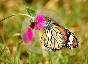 Butterfle and Button Agaga