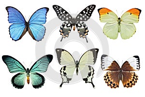 Butterflies photo