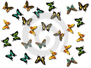 Mariposas 