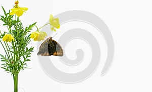 Butterflies above flowers White background