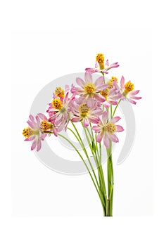 Butterflies above flowers White background