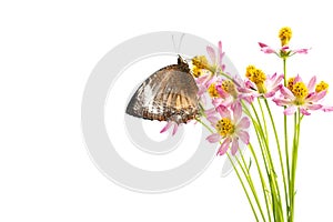 Butterflies above flowers White background