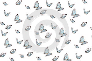 Butterflies abstract background