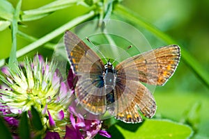 Butterflies ...   these adorable creatures at all times inspired artists and poets. They fascinate with their beauty and ease