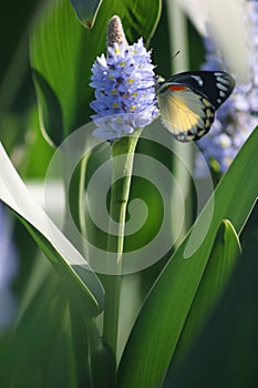 butterflies alight on flowers during the morning