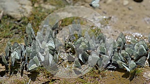 Butterflies_Aporia crataegi-2 A cluster of butterflies on wet soil