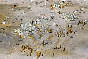 Butterflies appear early in the summer