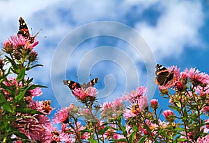 Butterflies and autumn flowers