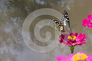 Butterflies in a beautiful flower garden