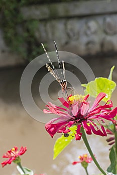 Butterflies in a beautiful flower garden