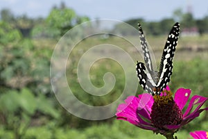 Butterflies in a beautiful flower garden