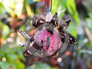 Butterflies and bees in butterfly garden