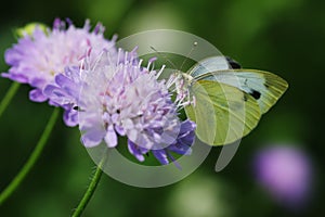 Butterflies Belyanko lat. Pieridae