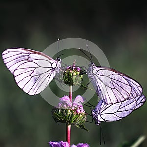 Butterflies Belyanko lat. Pieridae