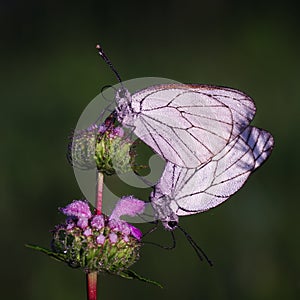 Butterflies Belyanko lat. Pieridae