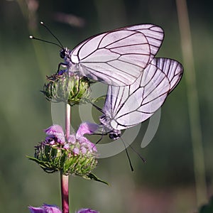 Butterflies Belyanko lat. Pieridae