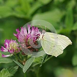 Butterflies Belyanko lat. Pieridae