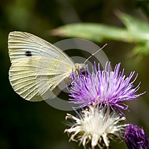 Butterflies Belyanko lat. Pieridae