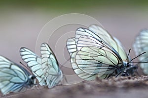 Butterflies. Black-veined White (Aporia crataegi)