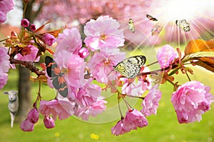 Čerešňa kvety a motýle v jar 