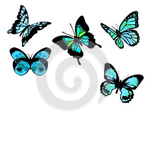 Butterflies blue