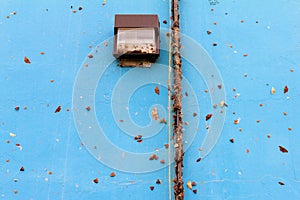 Butterflies on the blue wall photo