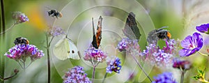 Butterflies and bumblebees on garden flowers