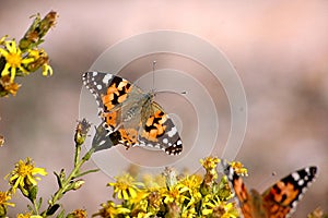 Butterflies on a bush