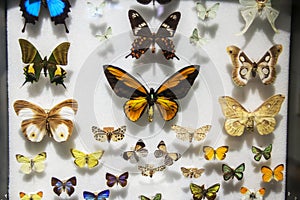 Butterflies in a case at the Harvard Museum of Natural History, Boston, Massachusetts