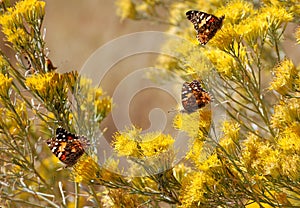 Butterflies on Chamisa photo