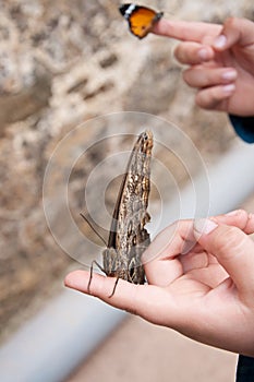 Butterflies on child's hands